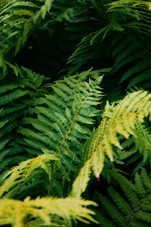 Green Fern Plant in Close Up Photography