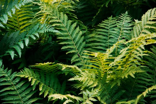 คลังภาพถ่ายฟรี ของ dunkelgrüne pflanzen, farn, farnanlage