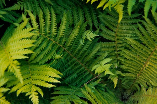 คลังภาพถ่ายฟรี ของ dunkelgrüne pflanzen, farn, farnanlage