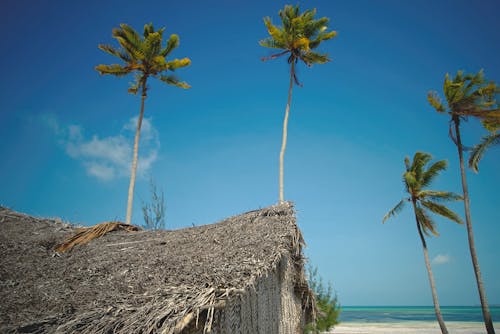 Low Angle Shot of Coconut Trees under Blue Sky 