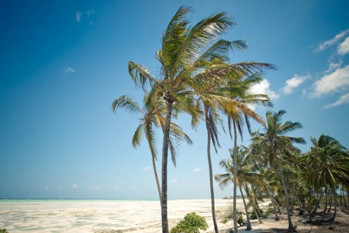 Безкоштовне стокове фото на тему «блакитне небо, вітряний, кокосові пальми» стокове фото