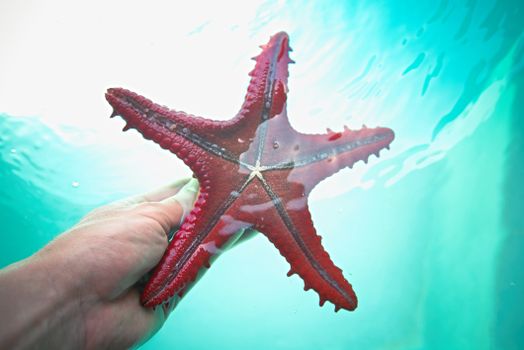 Close-up of a red sea star being held underwater, showcasing marine life.