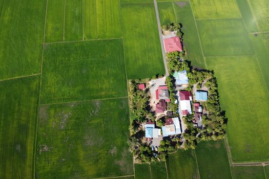 Aerial view of modern small houses built on lush land parcel amidst green rice fields in sunlight