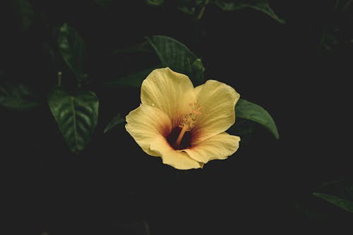Free stock photo of beautiful flowers, black background, bloom