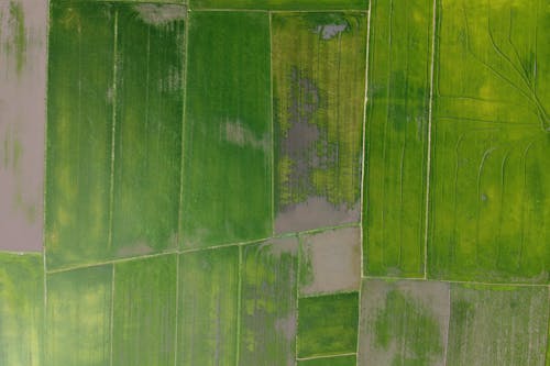 Aerial view of lush rice fields in exotic country