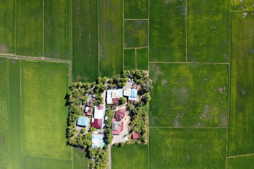 Small settlement in middle of green plantations