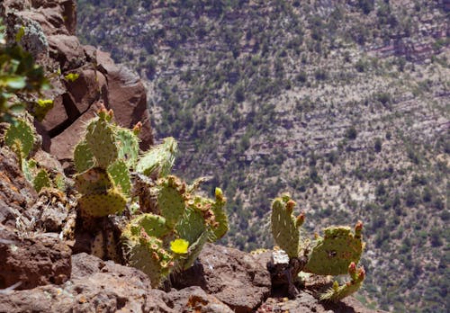 Foto d'estoc gratuïta de cactus, flor, muntanya