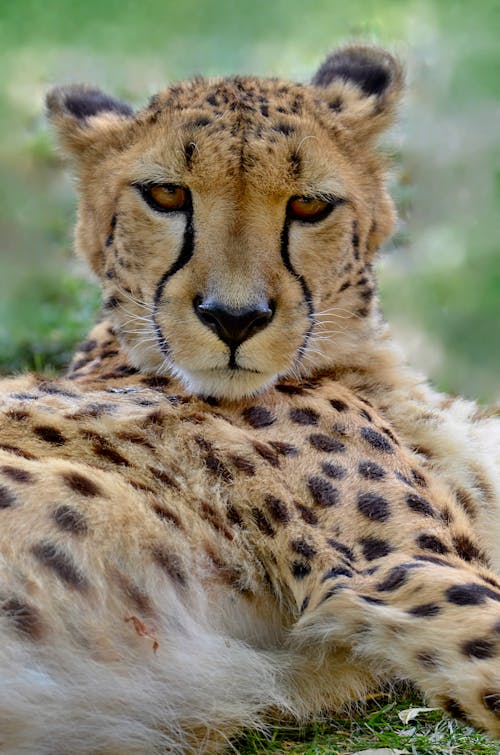 Free Close Up Photo of Cheetah  Stock Photo