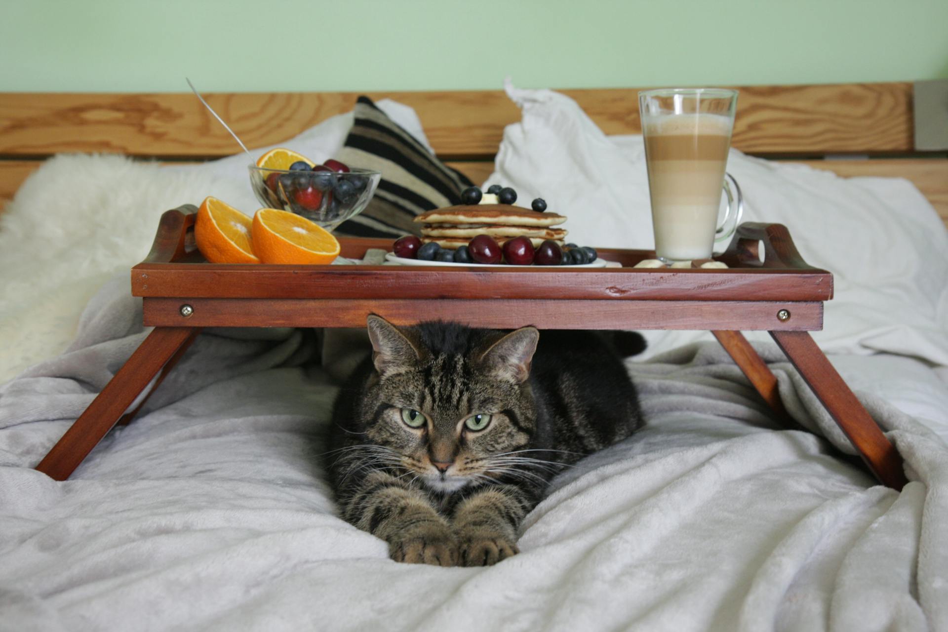 Cat Under the Breakfast Tray