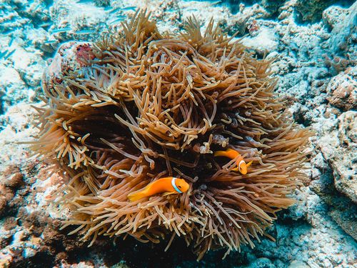 Free Bright clownfish swimming amidst anemone in a colorful underwater coral habitat. Stock Photo