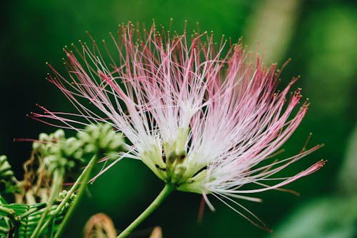 Flower in Macro Lens