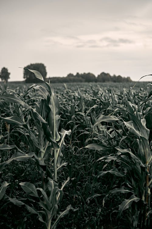 Ingyenes stockfotó zöld, кукуруза témában