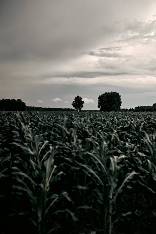 Ilmainen kuvapankkikuva tunnisteilla кукуруза, кукурузный початок, поле