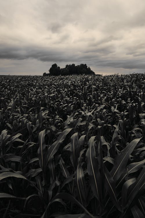 Grayscale Photo of Farmland