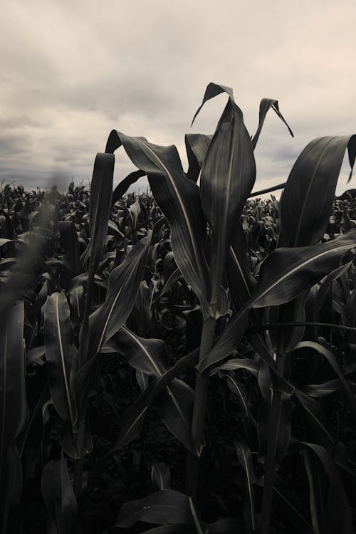 Free stock photo of field, кукуруза, кукурузный початок