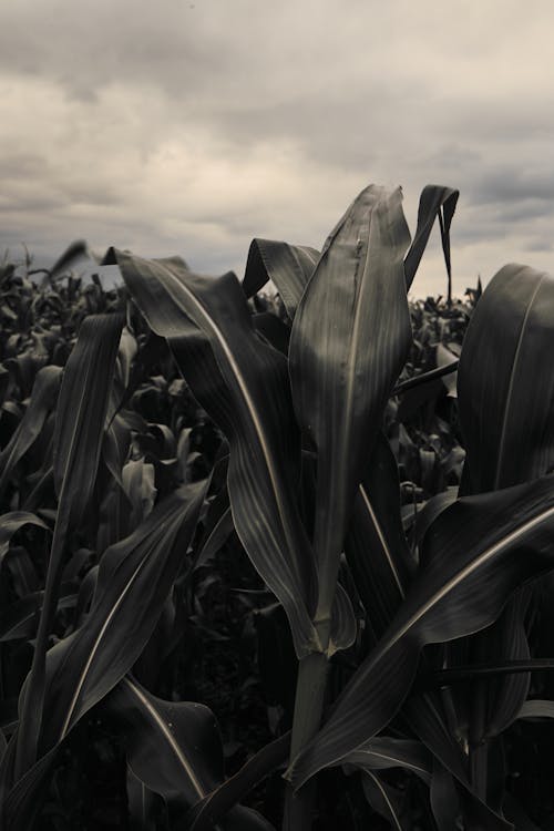 Kostnadsfri bild av fält, кукуруза, кукурузный початок