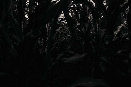 Ingyenes stockfotó mező, кукуруза, кукурузный початок témában