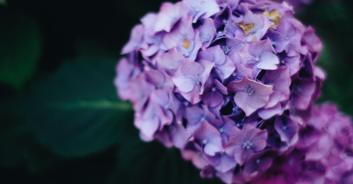 Hydrangea : Guide Plantation et Entretien 2026