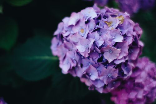 Free Decorative delicate purple hydrangea flowers cultivated in lush garden on clear summer day Stock Photo
