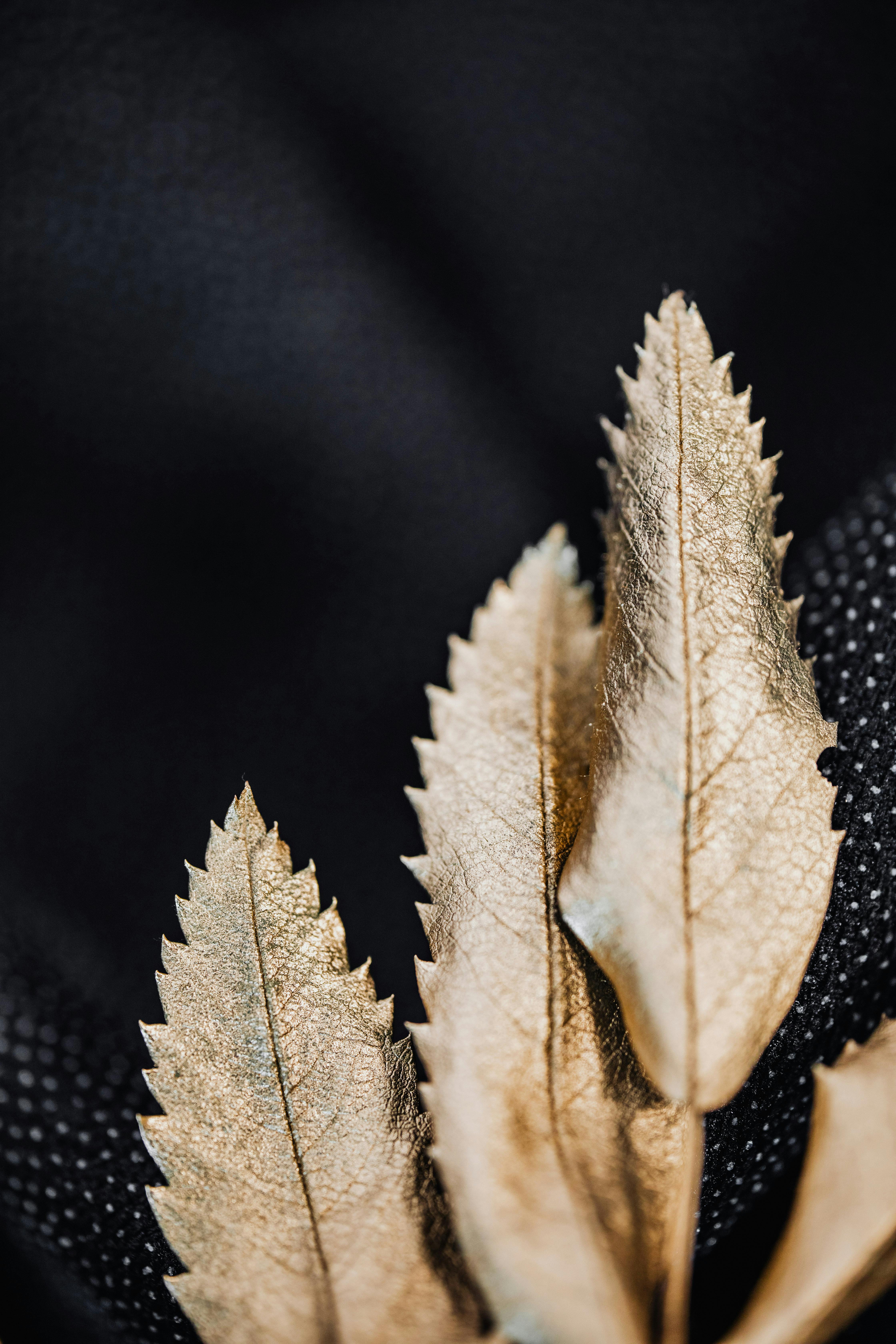 镀金树叶微距镜头时尚感十足，搭配纹理黑色背景