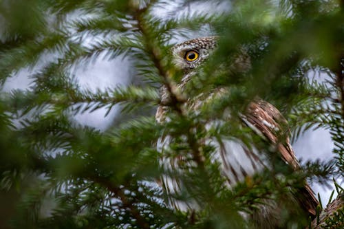 Photo of a Eurasian Pygmy Owl Above Green Leaves