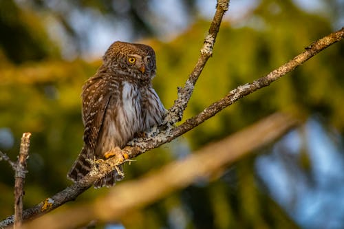 Immagine gratuita di appollaiato, avvicinamento, fotografia di uccelli