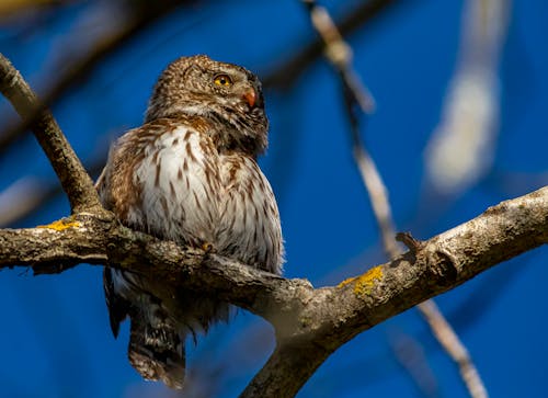 Photo of a Eurasian Pygmy Owl Perched on a Tree Branch