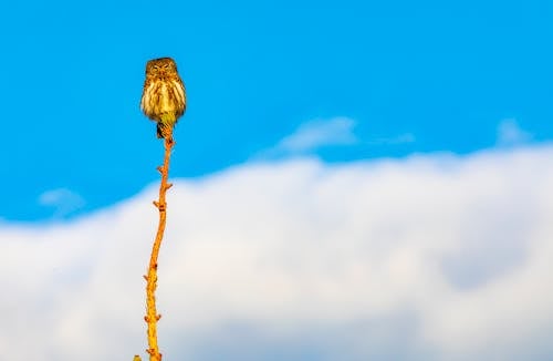 棍子, 棲息, 歐亞侏儒貓頭鷹 的 免費圖庫相片