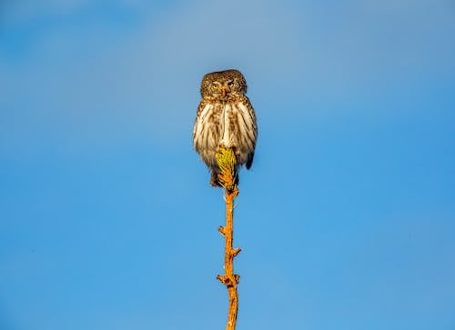 Photo of a Eurasian Pygmy Owl Perched on a Wooden Surface