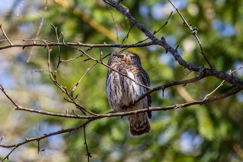 Photograph of a Eurasian Pygmy Owl Perched on a Branch