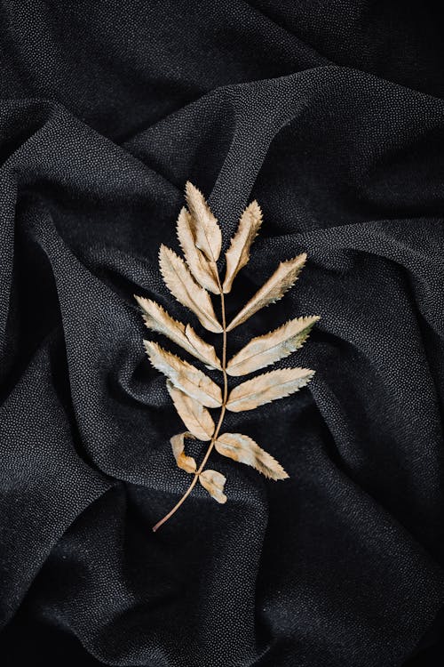 Overhead Shot of Leaves on a Black Textile