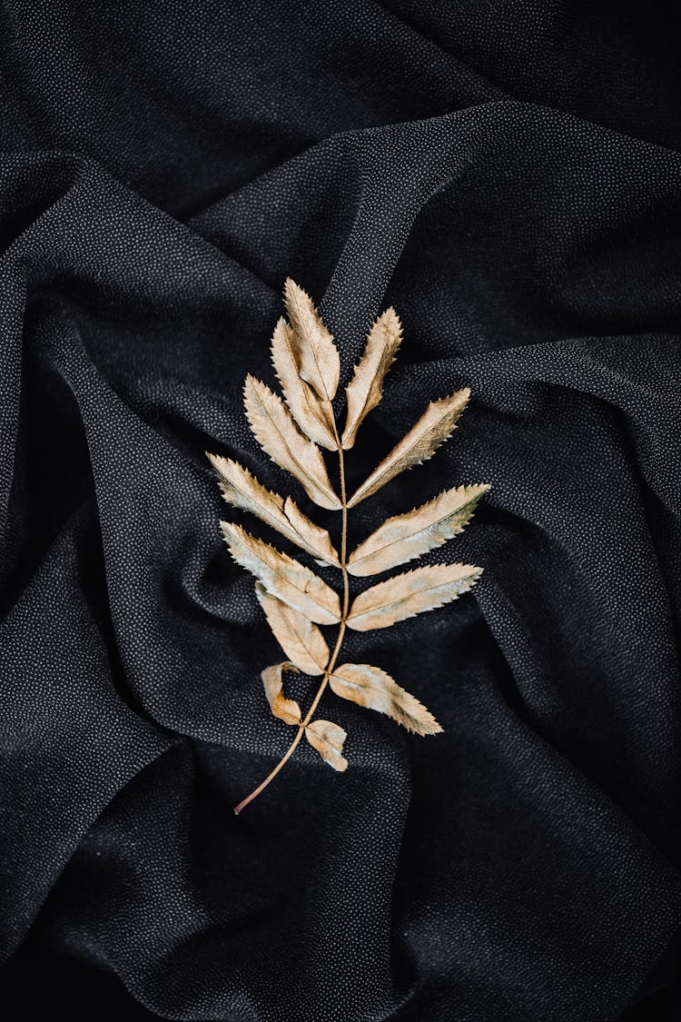 Overhead Shot Of Leaves On A Black Textile