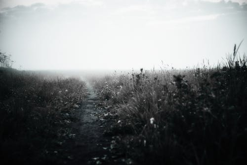 a Footpath on the Grass Field