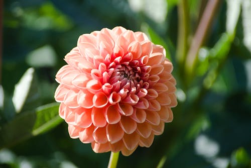 Close-Up Shot of a Beautiful Pink Dahlia 