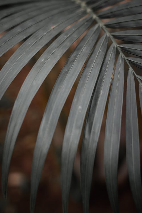 Free Leaves of a Palm Plant Stock Photo