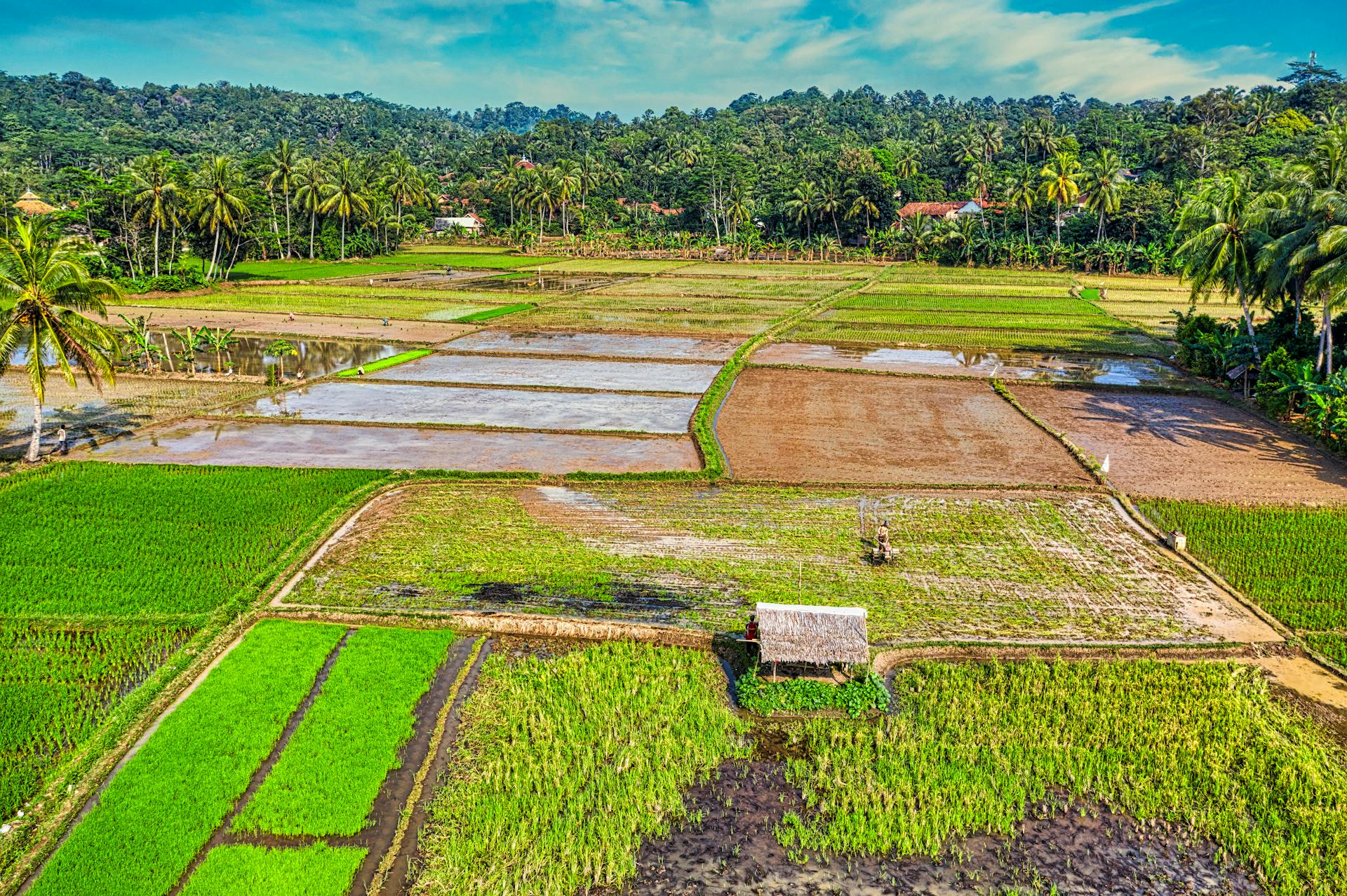 Vibrant aerial view of terraced rice paddies and countryside in Banten, Indonesia.