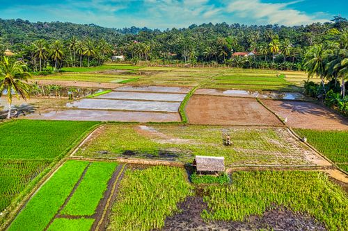Free Vibrant aerial view of terraced rice paddies and countryside in Banten, Indonesia. Stock Photo