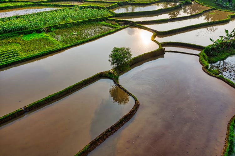 Rice Paddies In The Farm Field