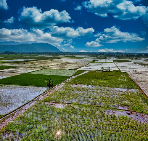 Free Rice Paddies in the Agricultural Land Stock Photo