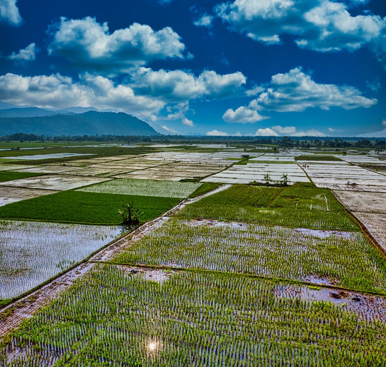 Rice Paddies in the Agricultural Land