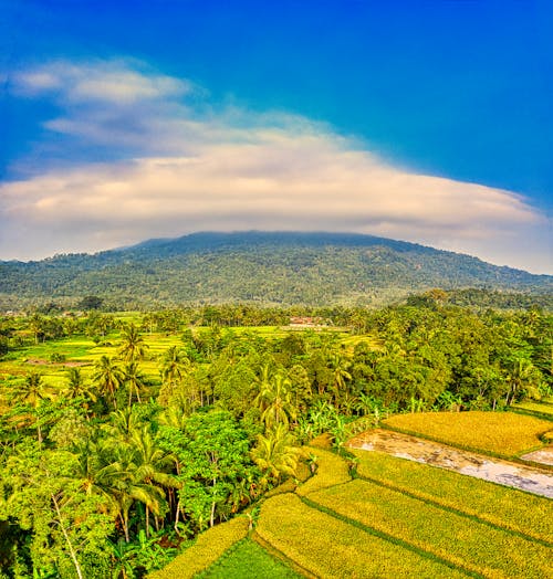 Farm Fields and Trees in the Valley