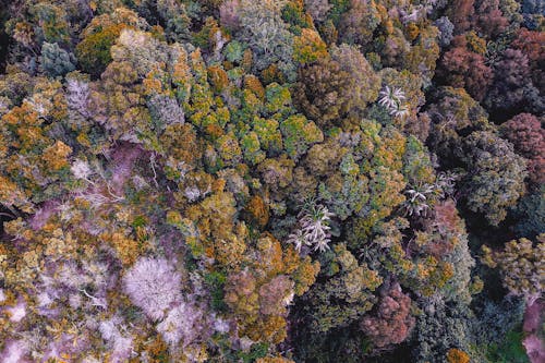 Picturesque drone view of lush colorful trees growing in autumn forest in daytime