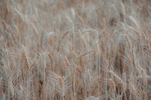 Free Brown Wheat Field in Close-up Photography Stock Photo