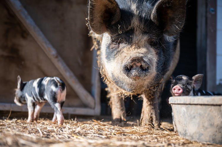 Big And Small Pigs On Dry Terrain On Farm