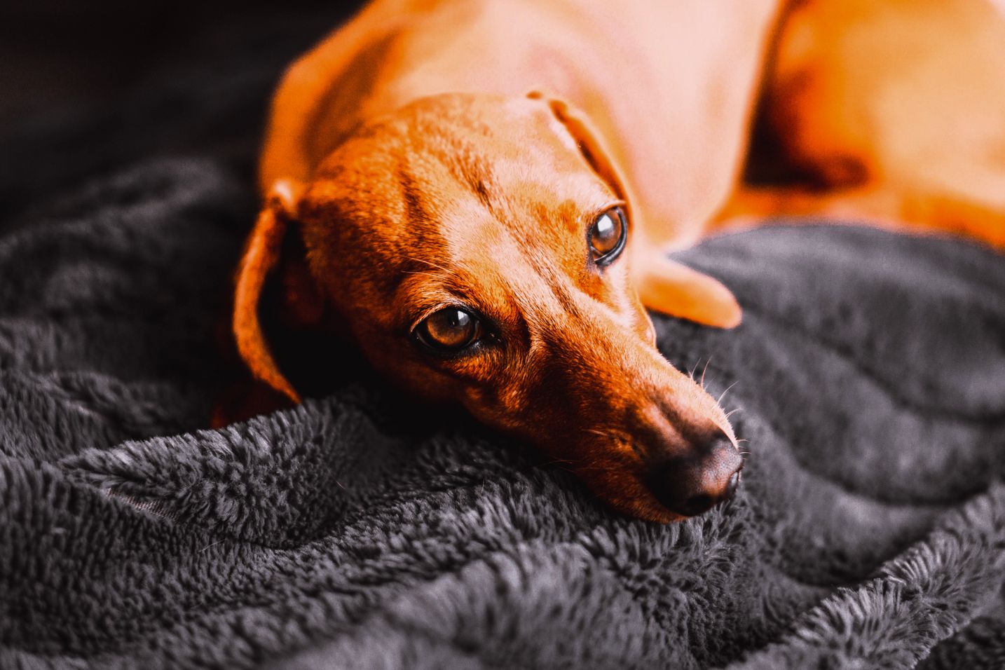Mini Dachshund Measurements Guide to Size and Growth