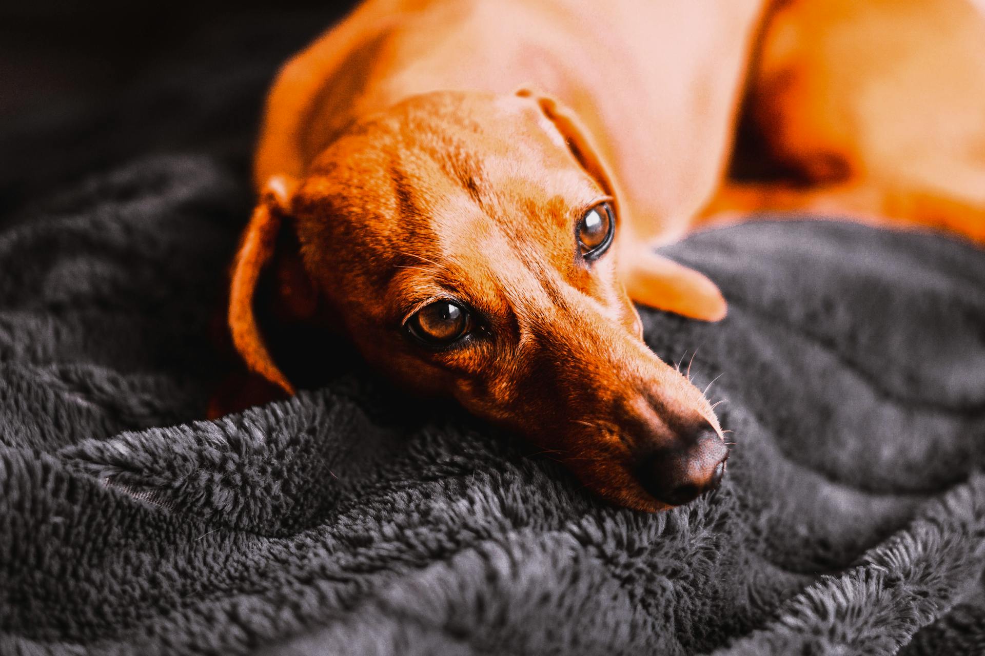 En brun dachshund som ligger på en grå filt