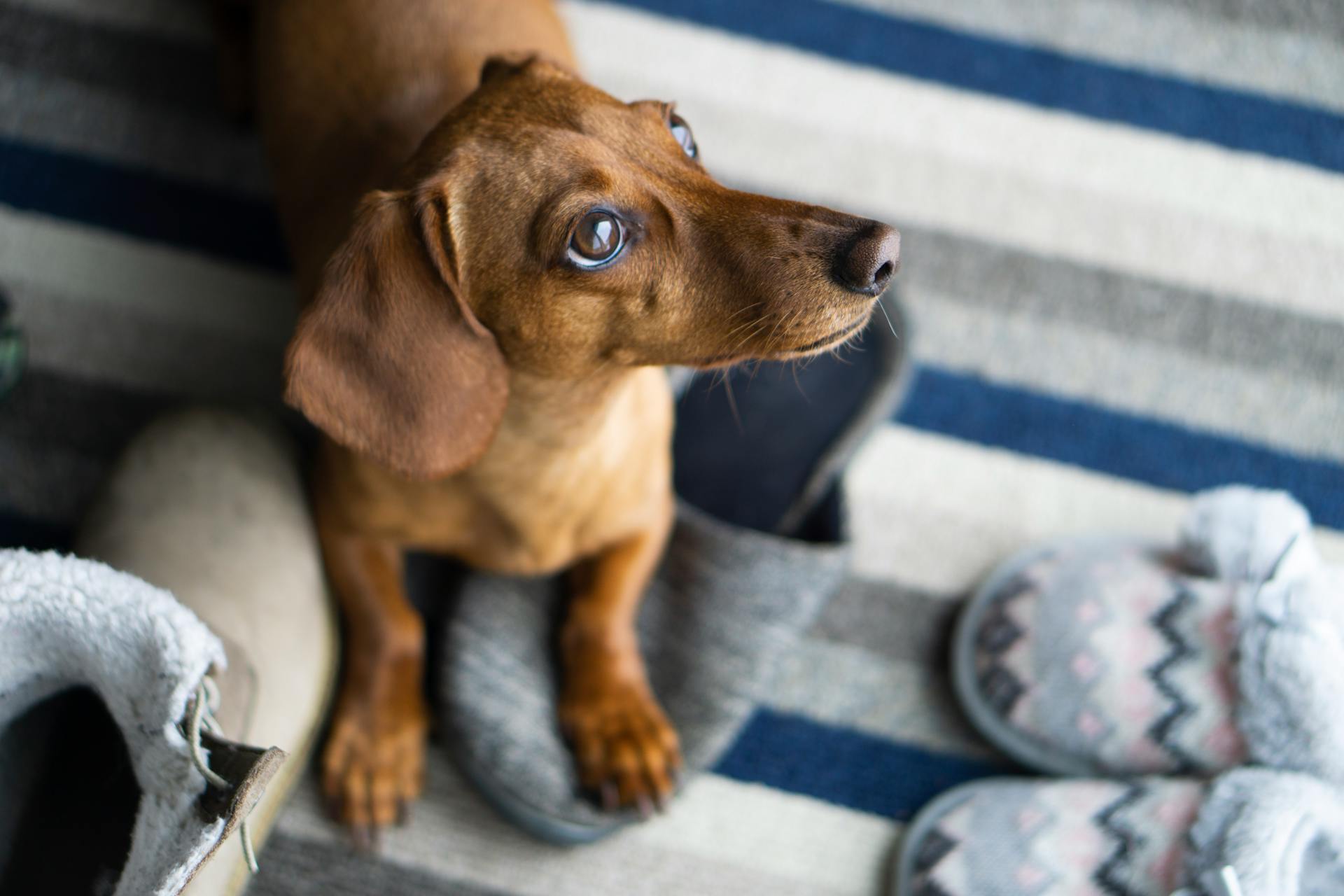 Brown Dachshund Stepping on Gray Slippers