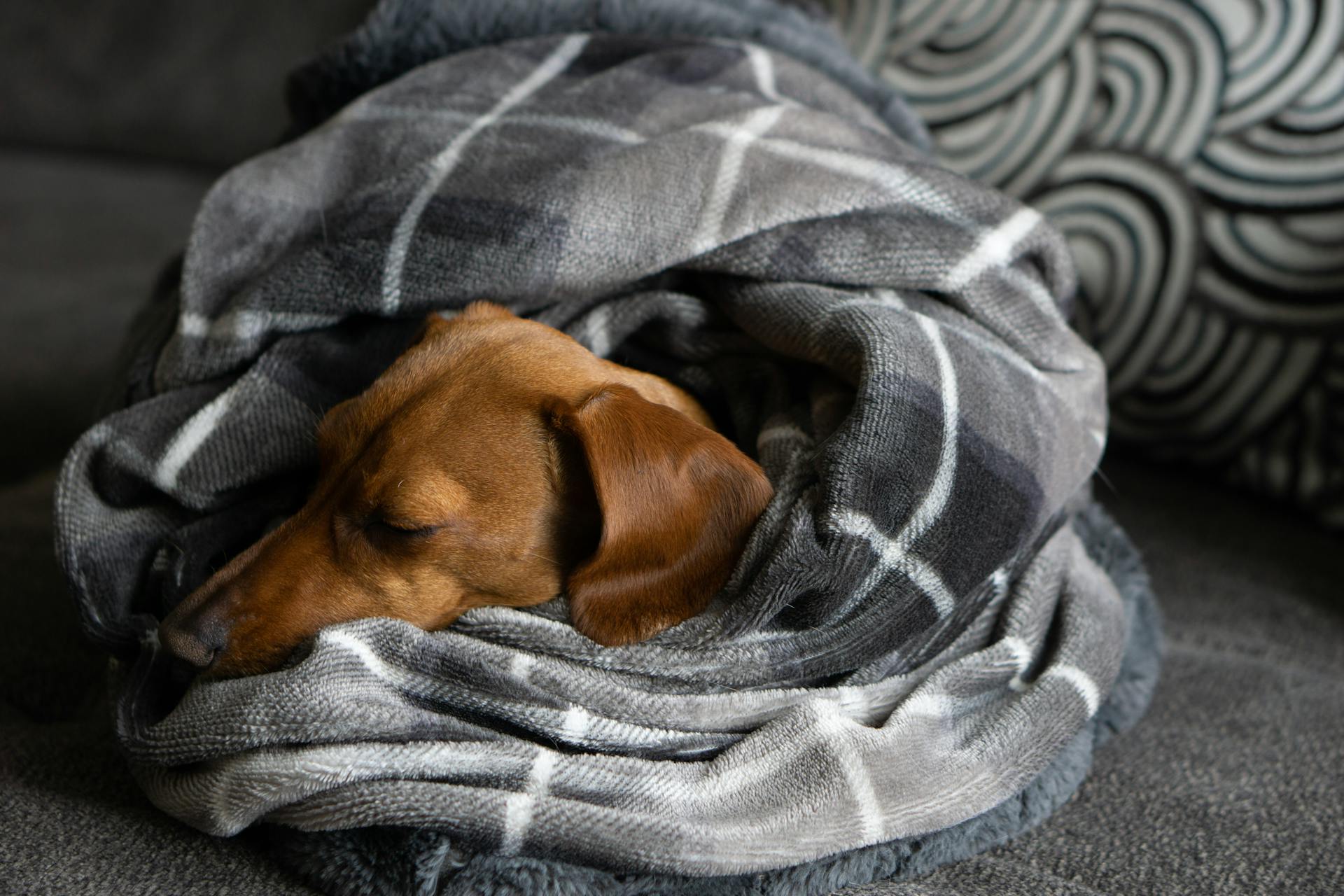 Un chiot couché dans une couverture grise