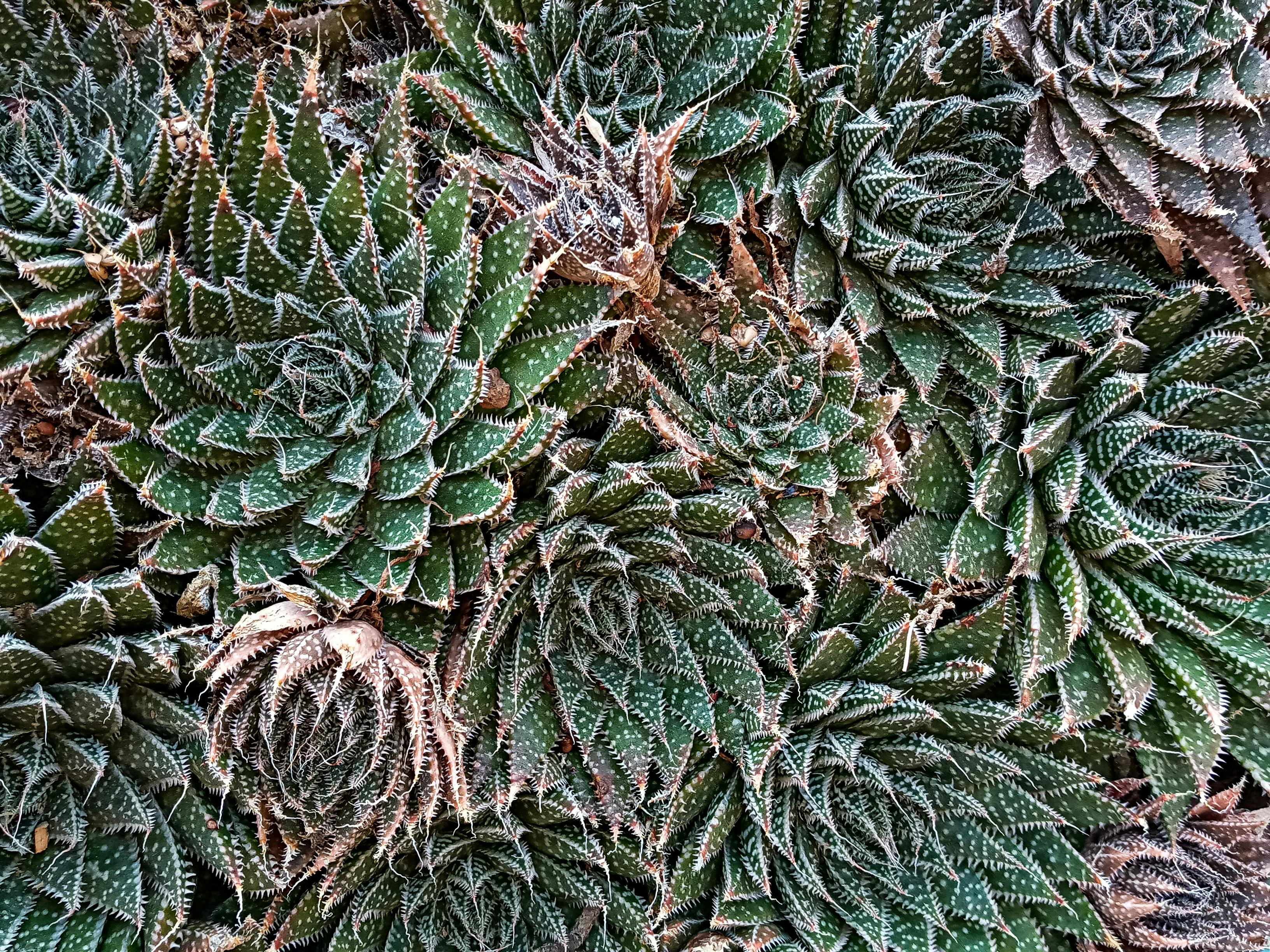 充满活力的绿色芦荟肉质植物在顶视图特写镜头中呈现出错综复杂的图案