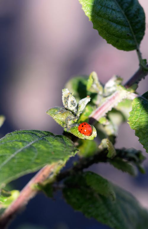 Free Close-Up Shot of a Tiny Ladybug on a Leaf Stock Photo